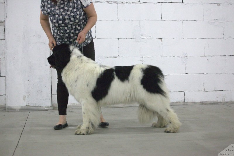 Фото: ньюфаундленд Varvara Krasa ot Karel'skih Medvedey (Варвара Краса от Карельских Медведей)