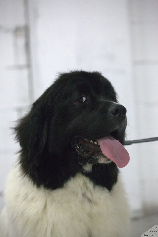 Фото: ньюфаундленд Varvara Krasa ot Karel'skih Medvedey (Варвара Краса от Карельских Медведей)