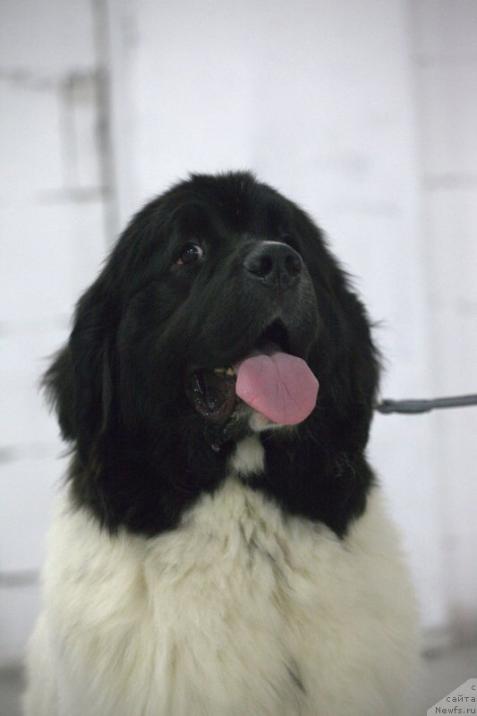 Фото: ньюфаундленд Varvara Krasa ot Karel'skih Medvedey (Варвара Краса от Карельских Медведей)