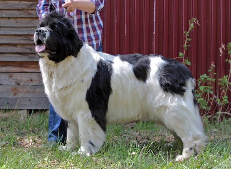 Фото: ньюфаундленд Super Bizon Mursielaga (Супер Бизон Мурсиелага)