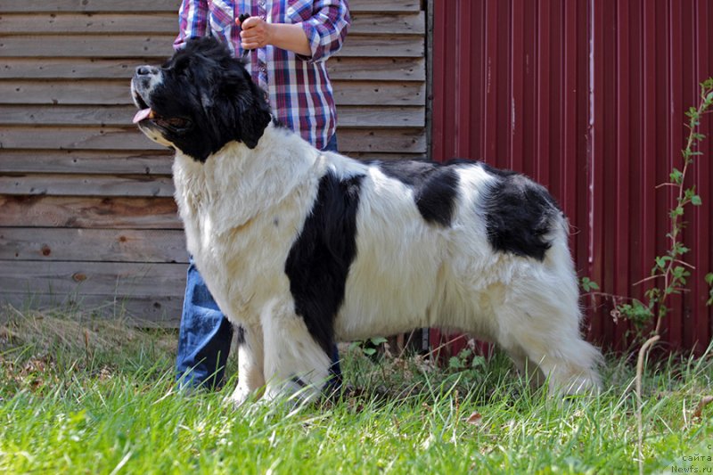 Фото: ньюфаундленд Super Bizon Mursielaga (Супер Бизон Мурсиелага)