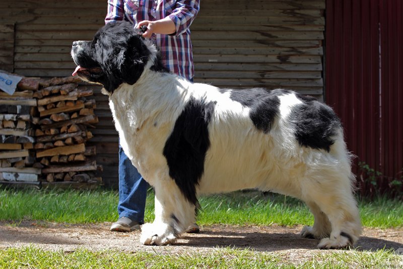 Фотография № 236705