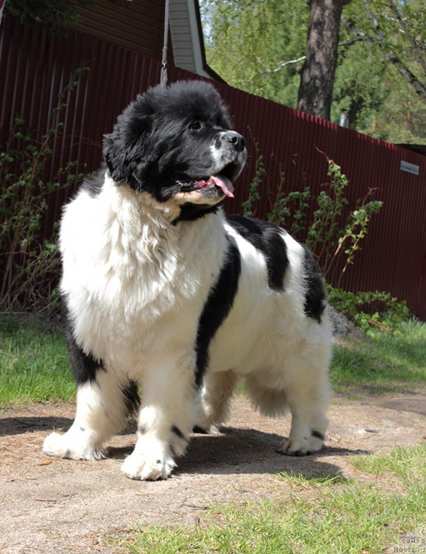 Фотография № 236706