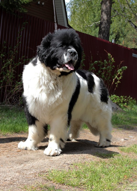 Фотография № 236707