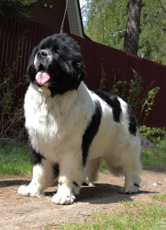 Фотография № 236708