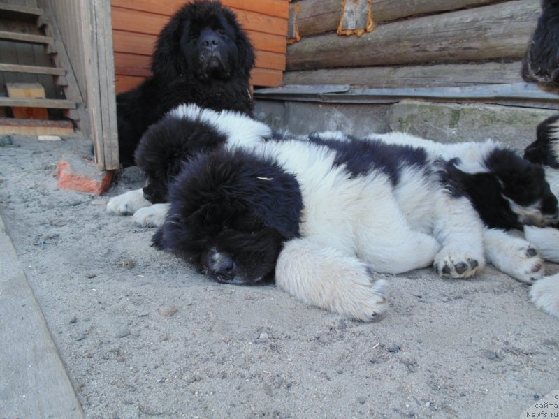 Фото: ньюфаундленд Stepnaya Pal'mira Edinstvennyiy Moy (Степная Пальмира Единственный Мой)