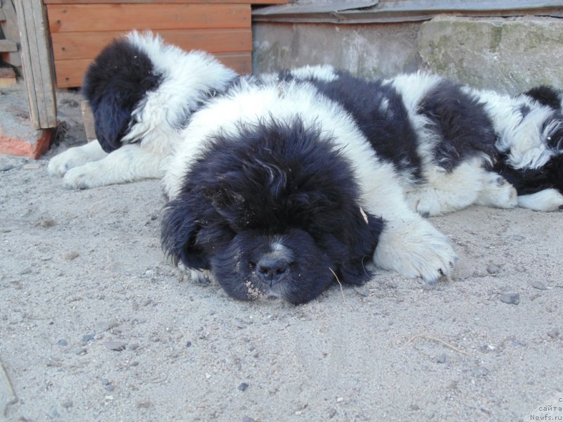 Фото: ньюфаундленд Stepnaya Pal'mira Edinstvennyiy Moy (Степная Пальмира Единственный Мой)