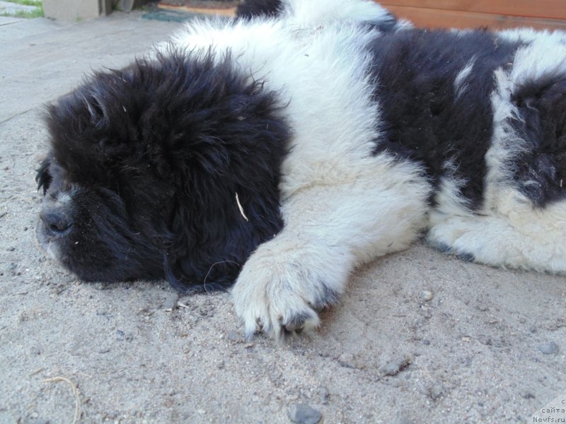 Фото: ньюфаундленд Stepnaya Pal'mira Edinstvennyiy Moy (Степная Пальмира Единственный Мой)