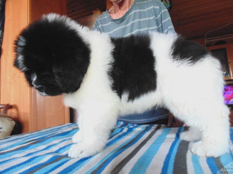 Фото: ньюфаундленд Stepnaya Pal'mira Edinstvennyiy Moy (Степная Пальмира Единственный Мой)