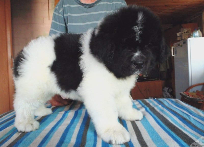 Фото: ньюфаундленд Stepnaya Pal'mira Edinstvennyiy Moy (Степная Пальмира Единственный Мой)