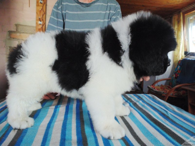 Фото: ньюфаундленд Stepnaya Pal'mira Edinstvennyiy Moy (Степная Пальмира Единственный Мой)