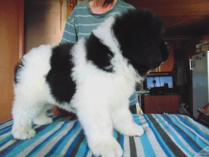 Фото: ньюфаундленд Stepnaya Pal'mira Edinstvennyiy Moy (Степная Пальмира Единственный Мой)