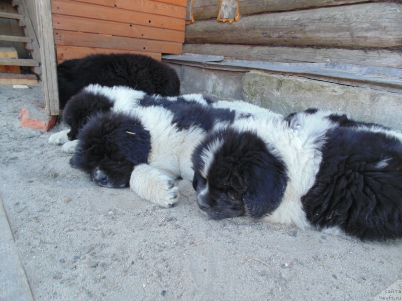 Фото: ньюфаундленд Stepnaya Pal'mira Edinstvennyiy Moy (Степная Пальмира Единственный Мой)