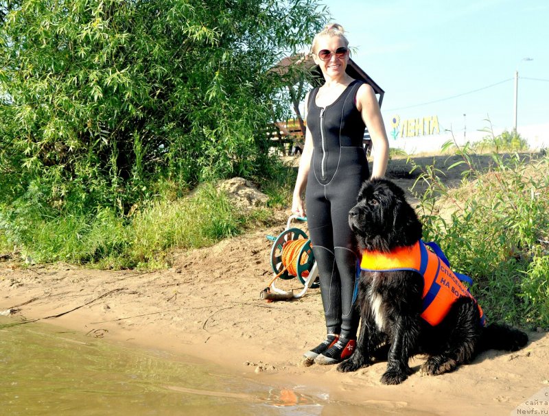 Фото: ньюфаундленд Li San (Ли Сан)