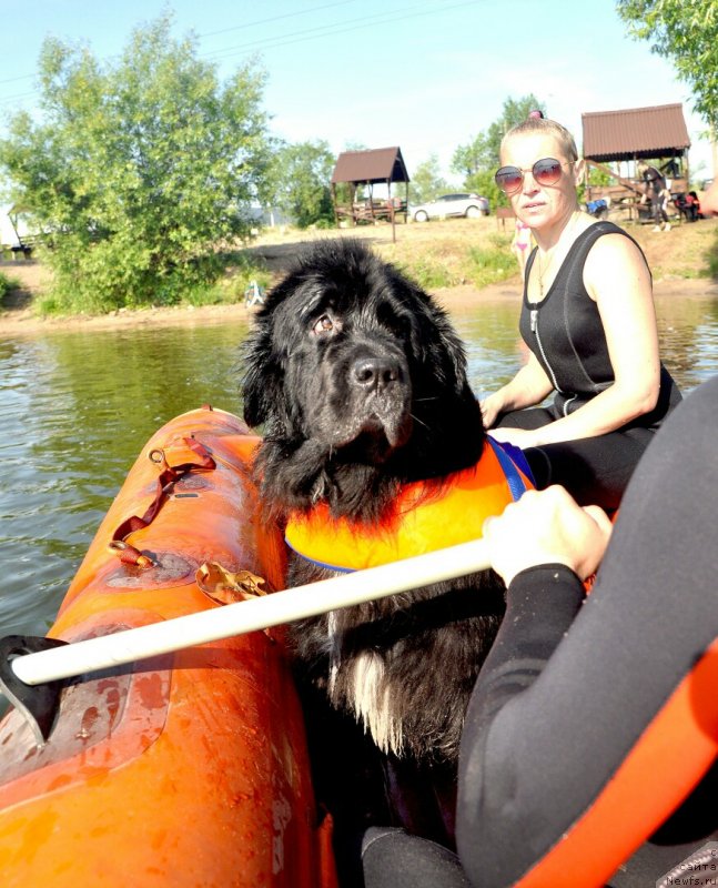 Фото: ньюфаундленд Li San (Ли Сан)