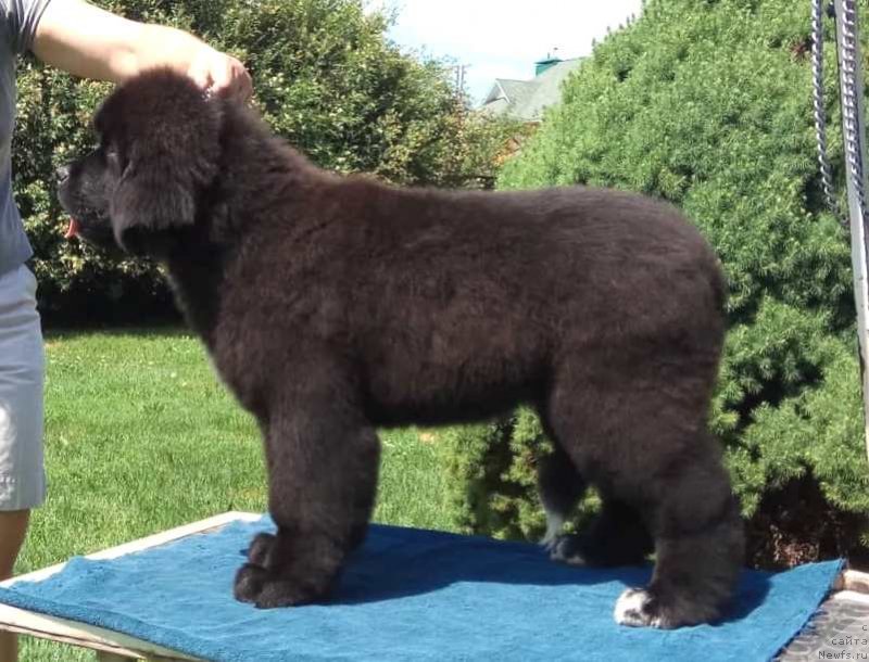 Фото: Щенки д.р. 24.02.2018г.от, ньюфаундленд Feel On Top of The World Midnight Bear, ньюфаундленд Newflame of Love Midnight Bear