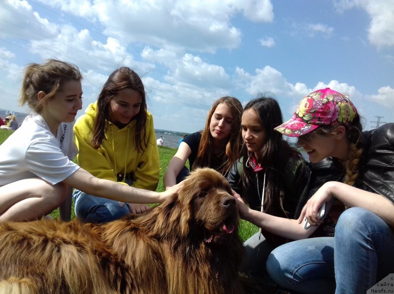 Фото: ньюфаундленд Brownblood MSK Hakim Gold Haydar (Браунблад МСК Хаким Голд Хайдар)