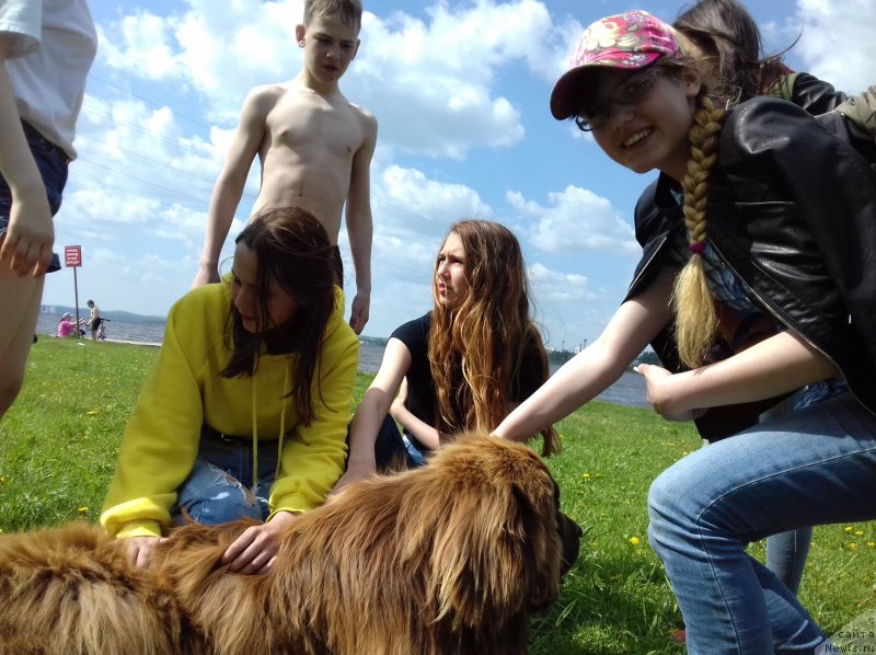 Фото: ньюфаундленд Brownblood MSK Hakim Gold Haydar (Браунблад МСК Хаким Голд Хайдар)