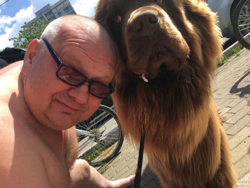 Фото: ньюфаундленд Brownblood MSK Hakim Gold Haydar (Браунблад МСК Хаким Голд Хайдар)