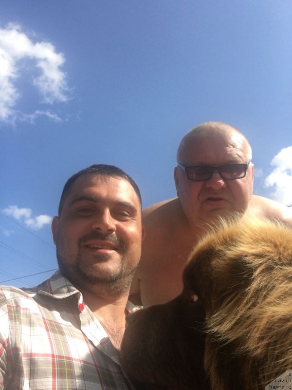 Фото: ньюфаундленд Brownblood MSK Hakim Gold Haydar (Браунблад МСК Хаким Голд Хайдар)