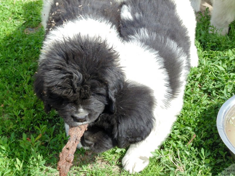 Фото: ньюфаундленд Super Bizon Melodiya (Супер Бизон Мелодия)