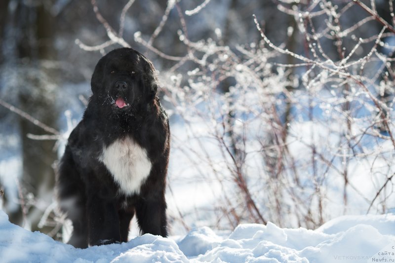 Фото: ньюфаундленд Alis Blues Yunita (Элис Блюз Юнита)
