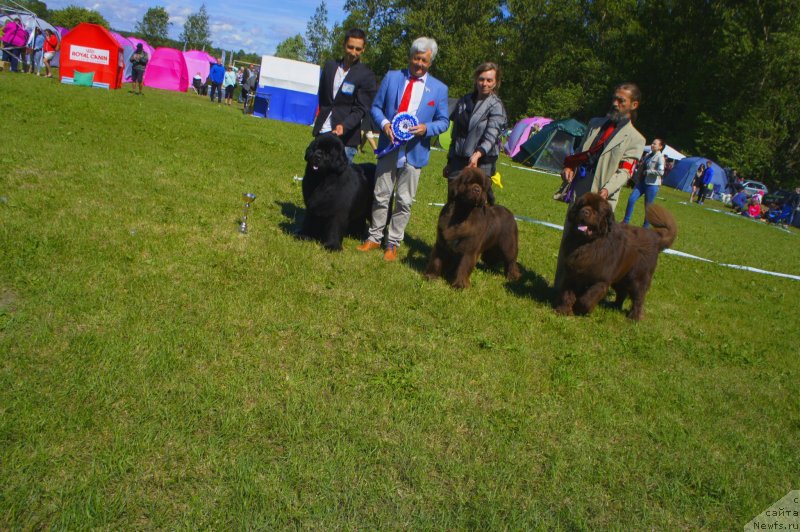 Фото: ньюфаундленд Smigar Agday Virtus (Смигар Агдай Виртус), ньюфаундленд Funnewf Atlantika (Фанньюф Атлантика), ньюфаундленд I Follow The Sun de L'Etoile de Cyrice
