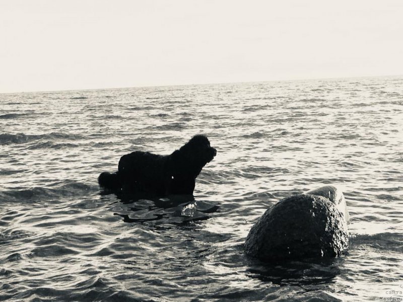 Фото: ньюфаундленд Love Inside Your Soul Moon Bear (Love Inside Your Soul Moon Bear)