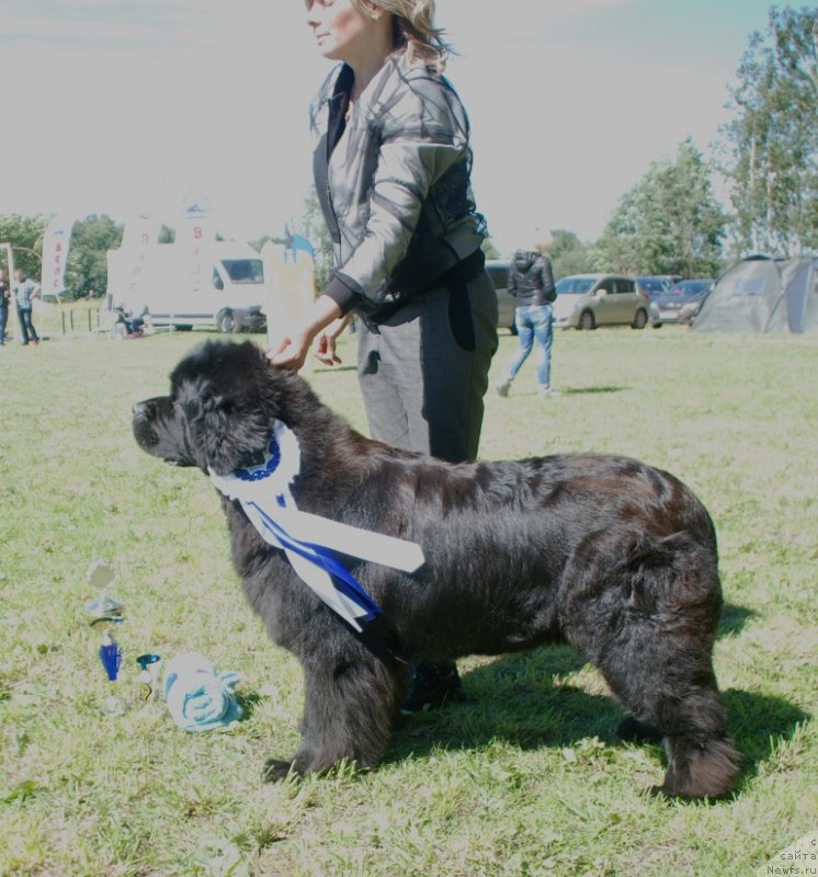 Фото: ньюфаундленд Tselogo Mira Malo iz Arkaima (Целого Мира Мало из Аркаима)