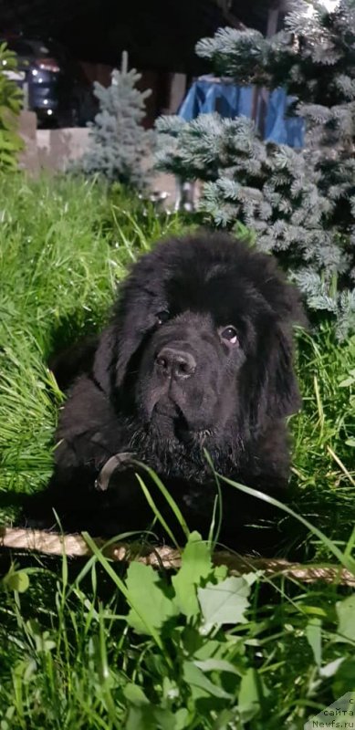 Фото: ньюфаундленд Super Premium YAnje (Супер Премиум Янже)