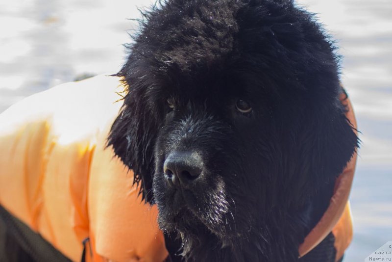 Фото: ньюфаундленд Black Blues iz Volotova