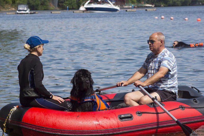 Фото: ньюфаундленд My Frend Newfy' Abigail Miss Churchill, Aleksandr Burmistrov (Александр Бурмистров)