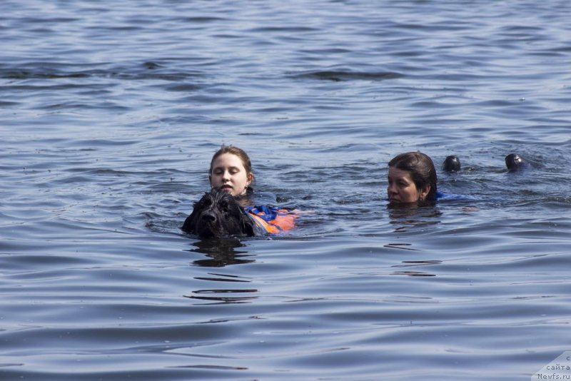 Фото: ньюфаундленд My Frend Newfy' Abigail Miss Churchill