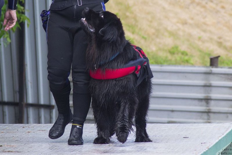 Фото: ньюфаундленд May Frend Newfy Lavender Palm (Май Френд Ньюфи Лавендэ Палм)