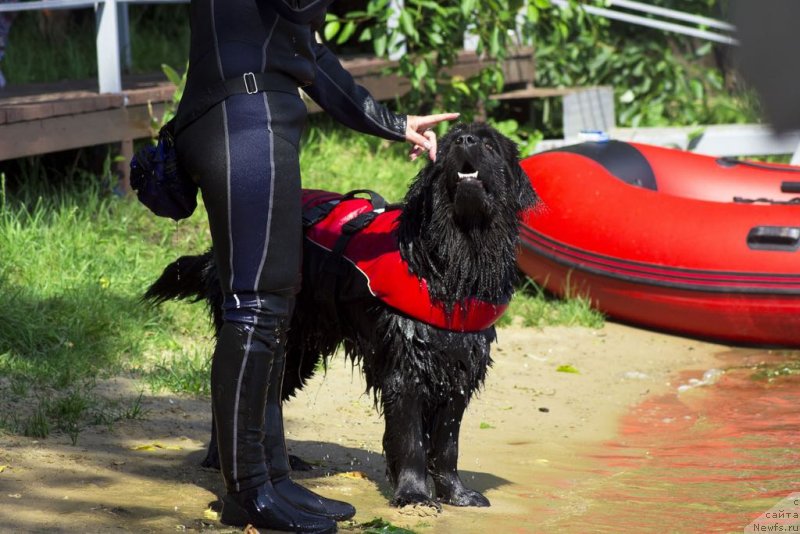 Фото: ньюфаундленд May Frend Newfy Lavender Palm (Май Френд Ньюфи Лавендэ Палм)