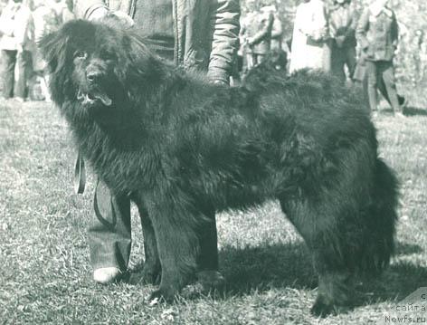 Фото: ньюфаундленд Blyek Djim (Блэк Джим)