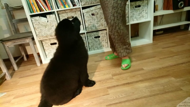 Фото: ньюфаундленд Super Premium YAmayka (Супер Премиум Ямайка)