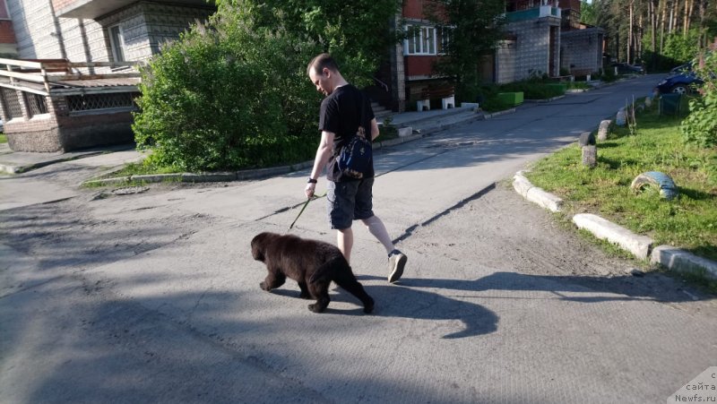 Фото: ньюфаундленд Super Premium YAmayka (Супер Премиум Ямайка)