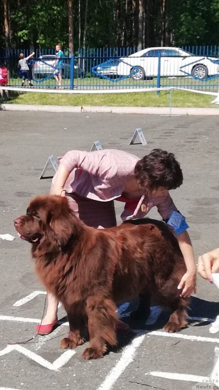 Фото: ньюфаундленд Brownblood MSK Sabina Ester (Браунблад МСК Сабина Эстер)