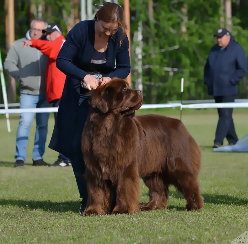 Фото: ньюфаундленд Funnewf Avalon (Фанньюф Авалон)