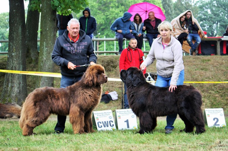 Фото: ньюфаундленд Akvatoriya Kelvin Kirbi (Акватория Келвин Кирби)