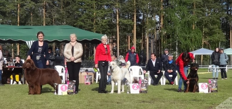 Фото: ньюфаундленд Funnewf Avalon (Фанньюф Авалон), Kseniya Novikova (Ксения Новикова)