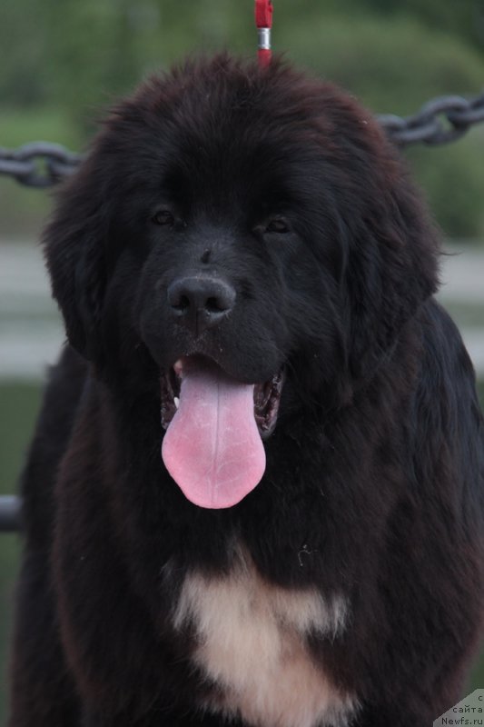 Фото: ньюфаундленд Akvian Song Foster (Аквиан Сонг Фостер)