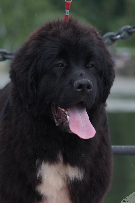 Фото: ньюфаундленд Akvian Song Foster (Аквиан Сонг Фостер)