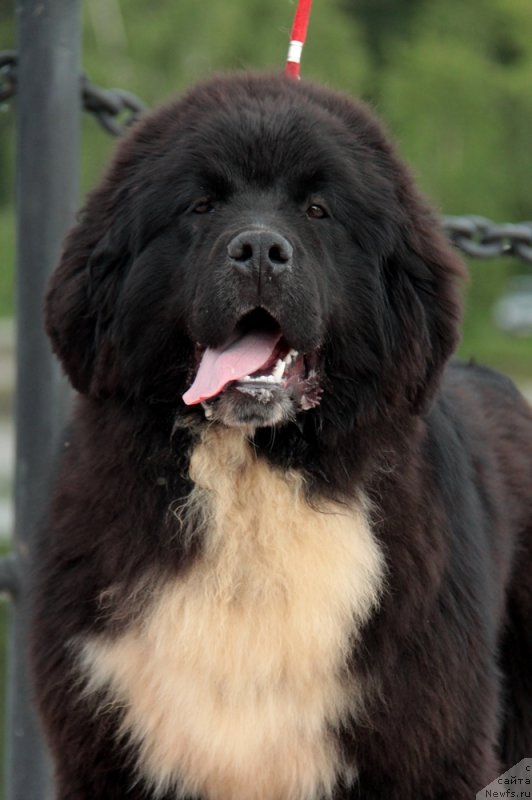 Фото: ньюфаундленд Akvian Song Felichita (Аквиан Сонг Феличита)