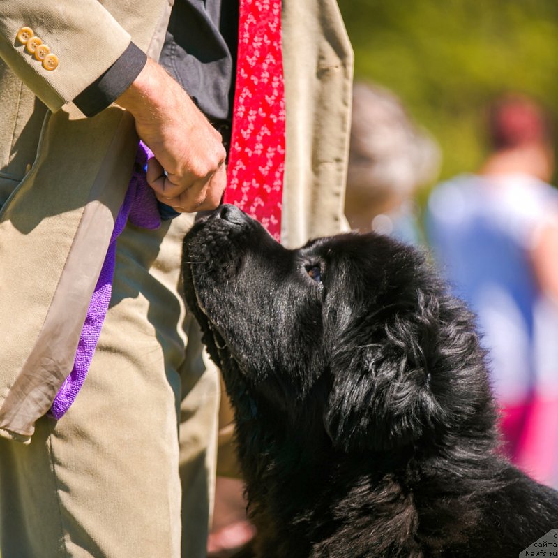 Фото: ньюфаундленд Sent Djons Yustiniya Yuliya (Сент Джонс Юстиния Юлия)