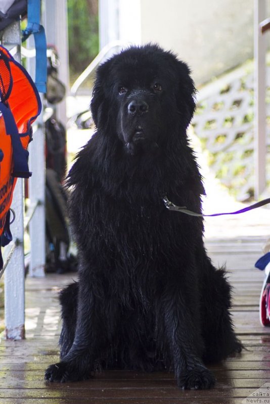Фото: ньюфаундленд Chernyj Chank s Berega Dona (Черный Чанк с Берега Дона)