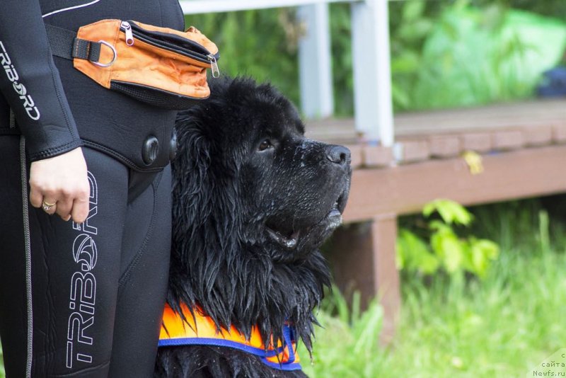 Фото: ньюфаундленд Chernyj Chank s Berega Dona (Черный Чанк с Берега Дона)