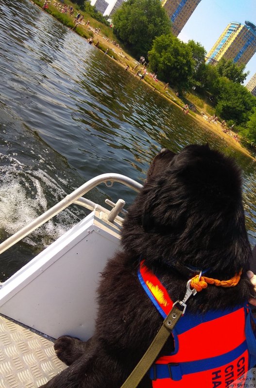 Фото: ньюфаундленд Chernyj Chank s Berega Dona (Черный Чанк с Берега Дона)