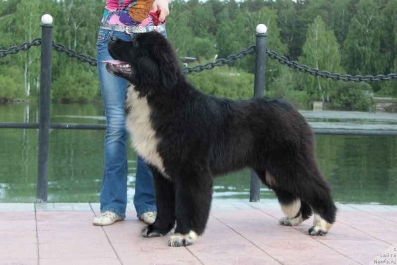 Фото: ньюфаундленд Akvian Song Felichita (Аквиан Сонг Феличита)